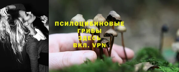 стаф Бородино